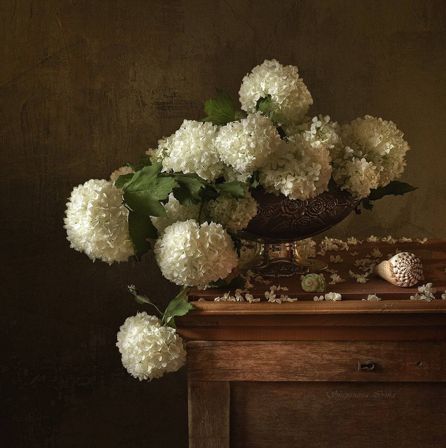 , Шипунова Ирина