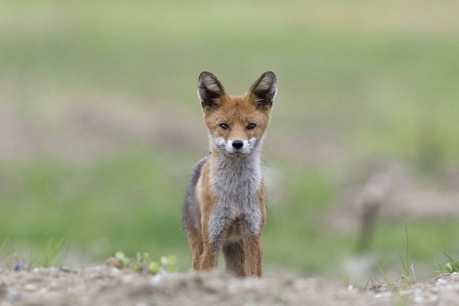 лиса, весна, природа, животные, фотохота, Руслан Соколов