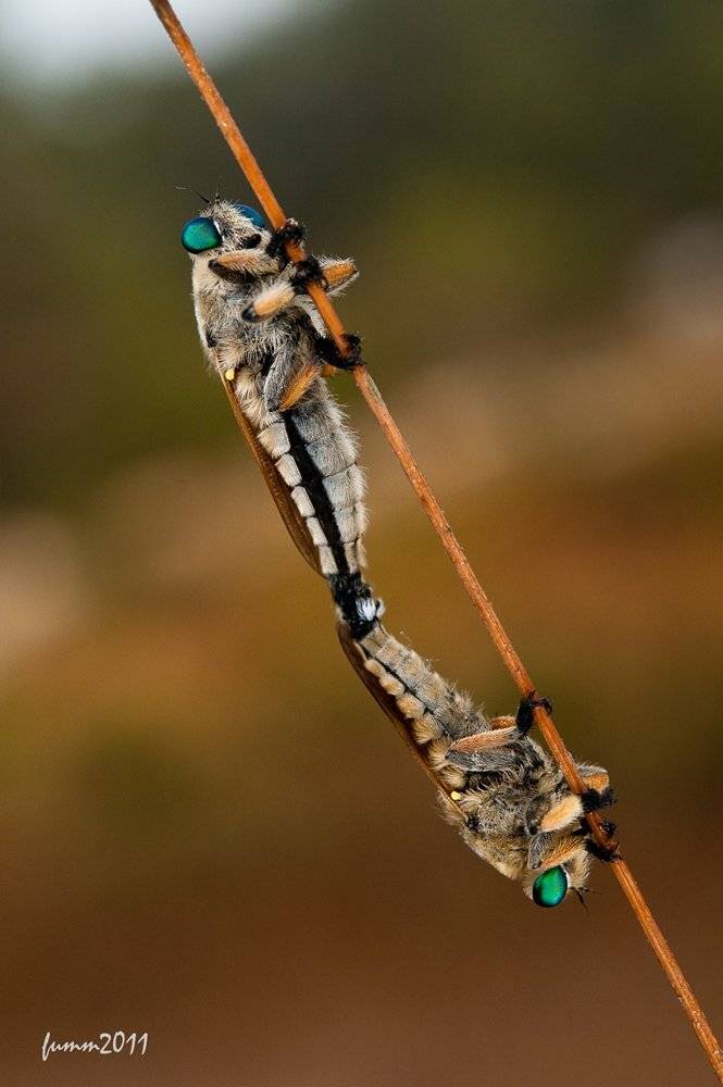 , Игорь ФУММ