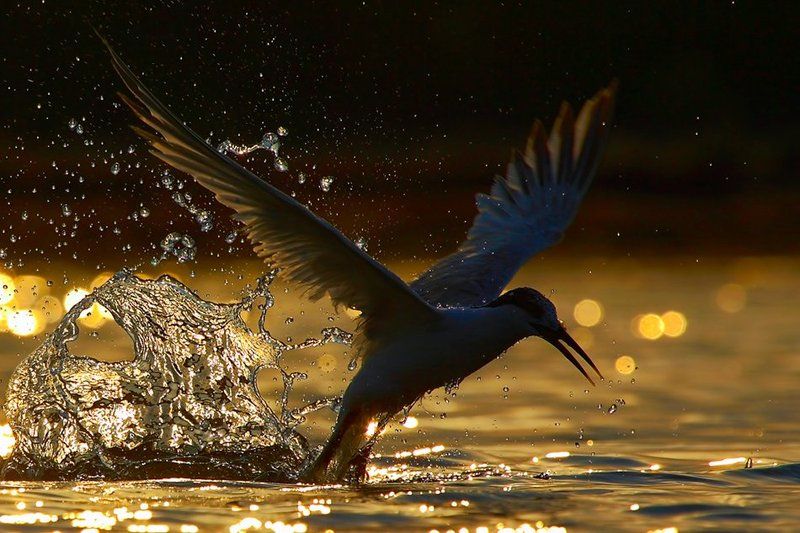 Sunset фото превью