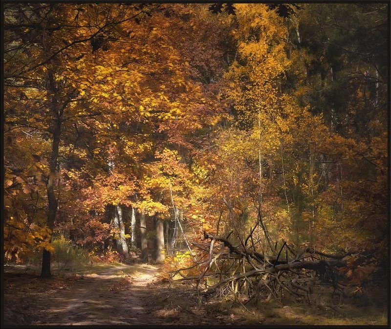 Осенняя ностальгия фото превью