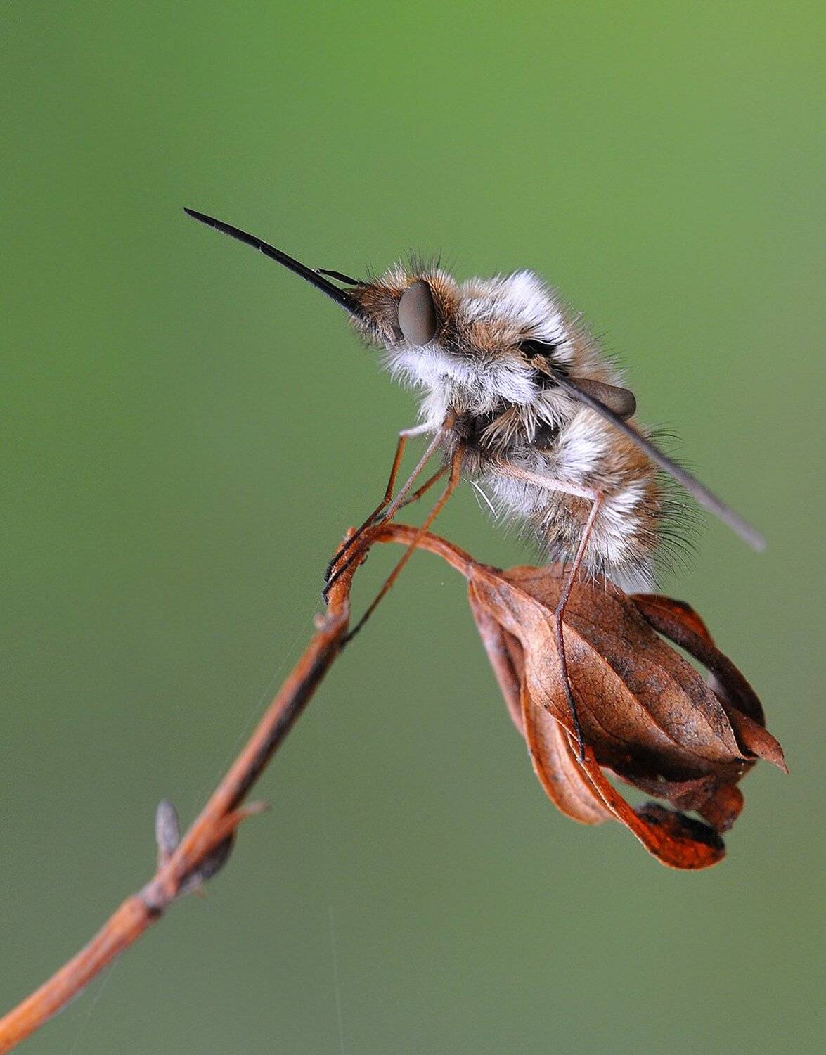 , Кузнецов Дмитрий