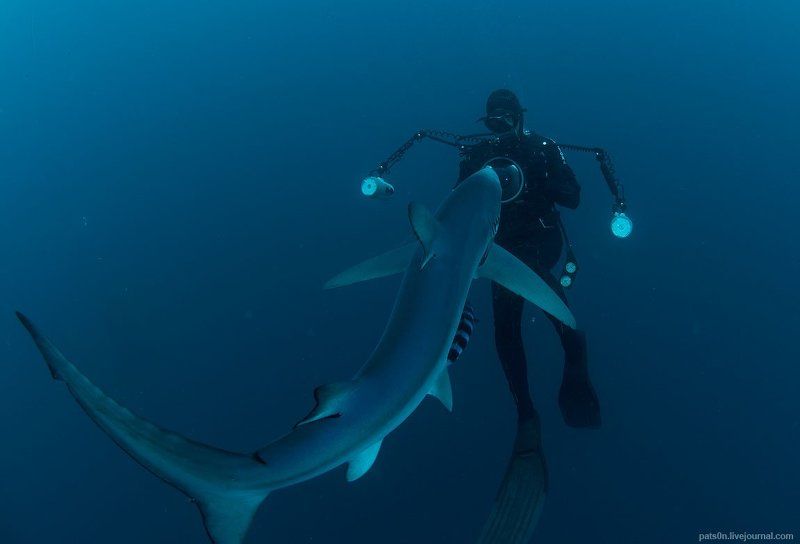 blue shark story фото превью
