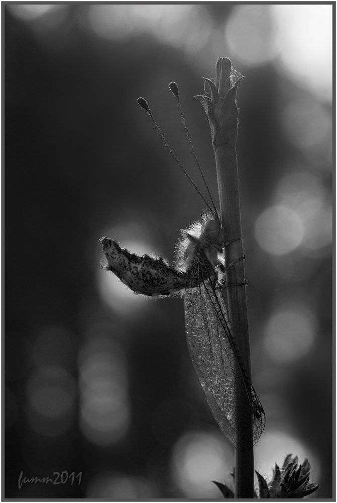 , Игорь ФУММ