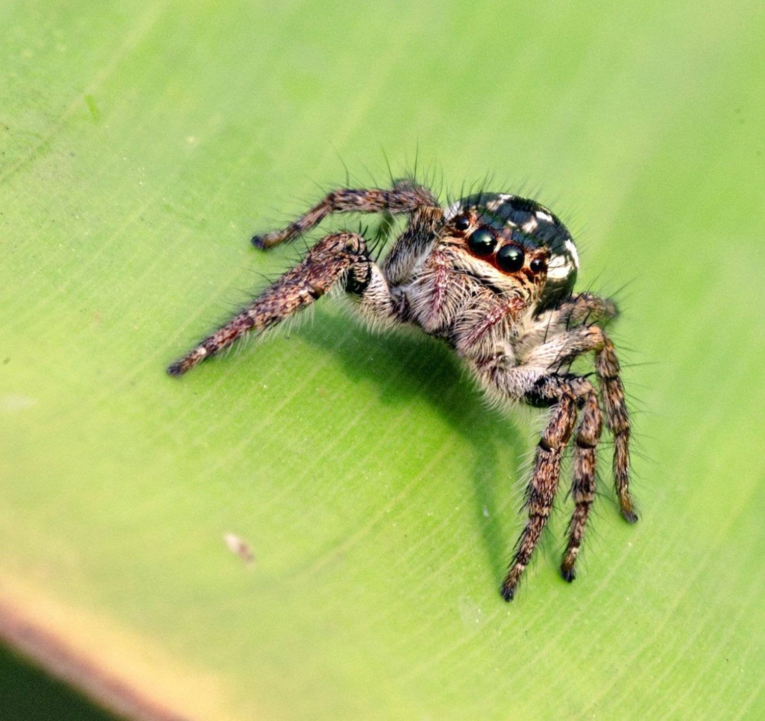 macro, closeup, insect, макро, насекомые, gnilenkov, Alexey Gnilenkov