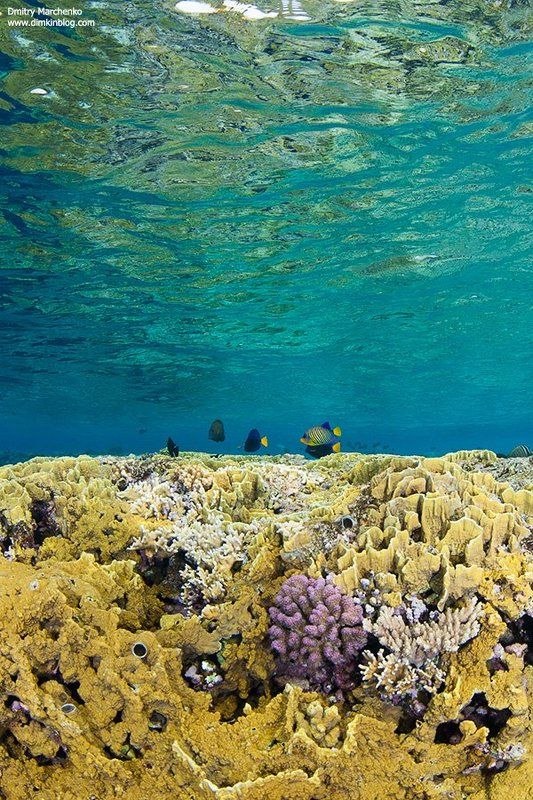 shallow,shallow water,reef,риф,underwater На рифе. фото превью