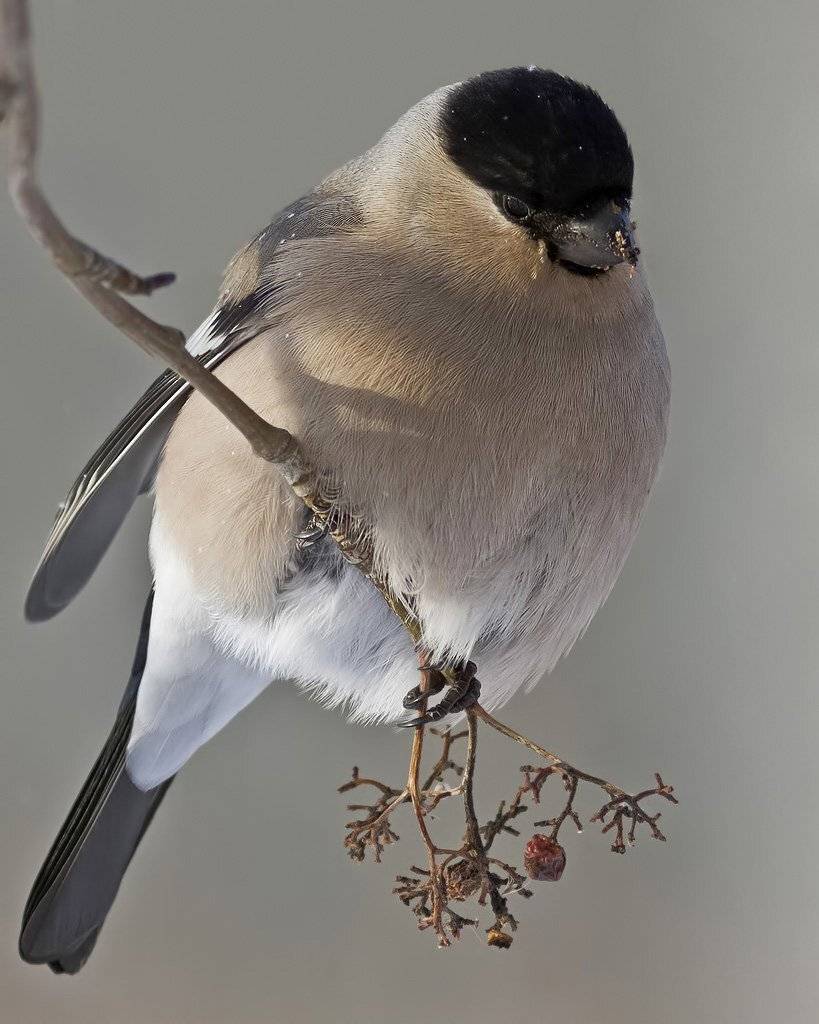 снегирь, Ляпустин Юра