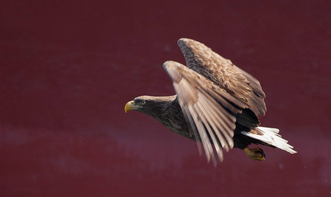 орлан, белохвостый, Евгений Слободской