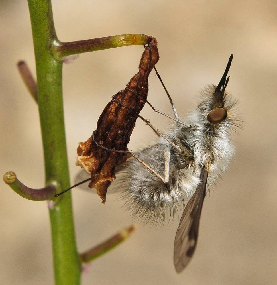 , Игорь ФУММ