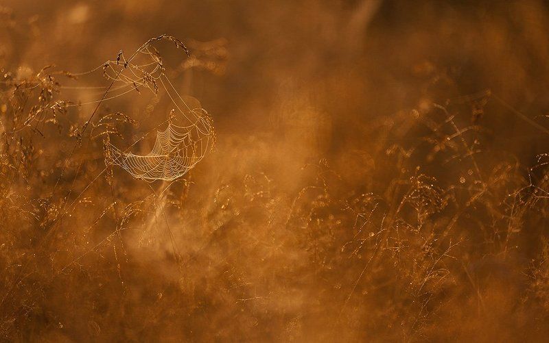 утро, паутина летняя, паутинная фото превью