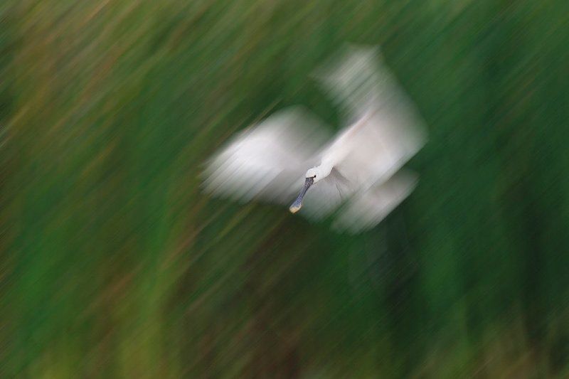 Ghost фото превью