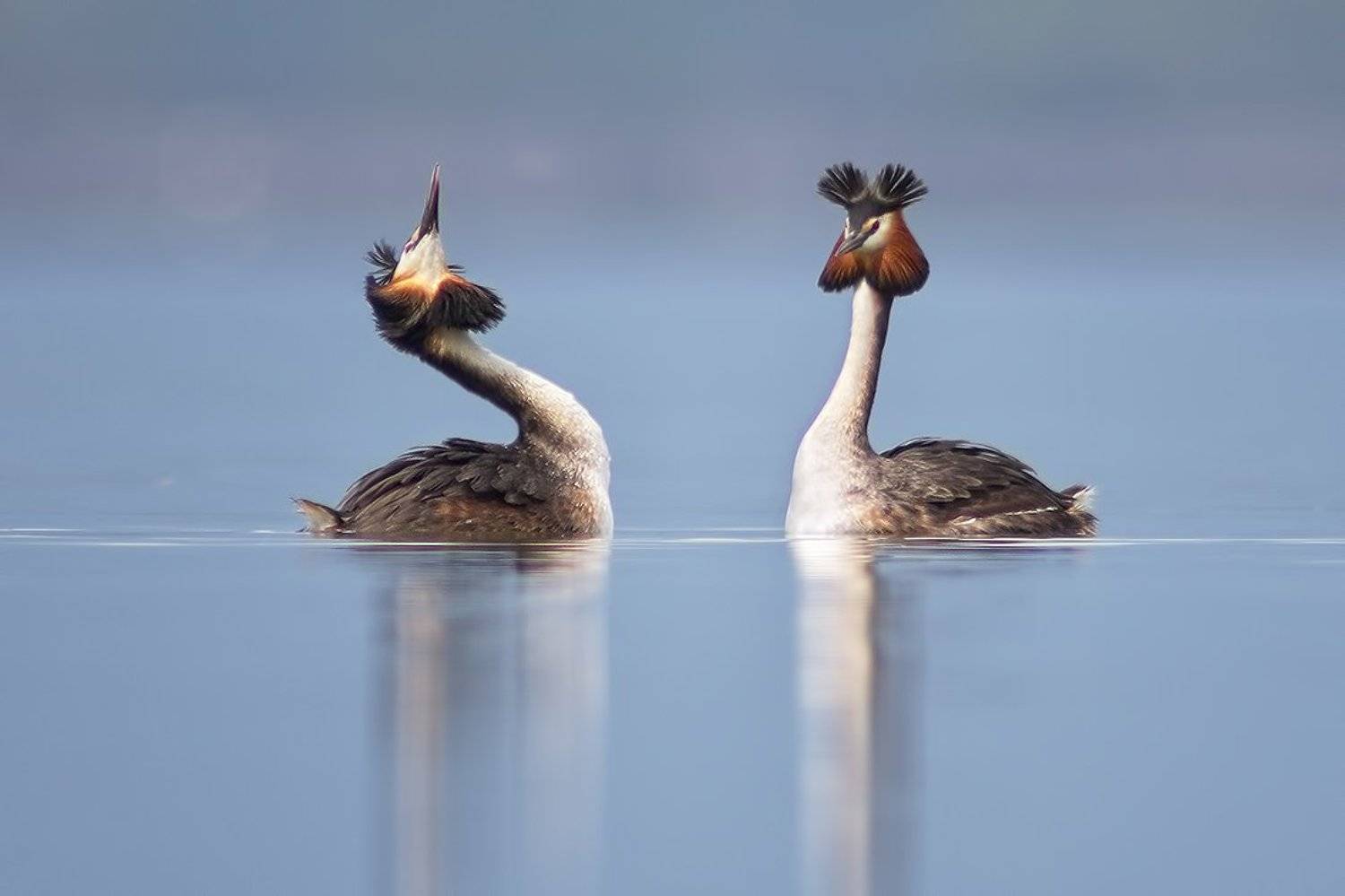 чомга , голям гмурец, podiceps cristatus, great crested grebe, Евгени Стефанов