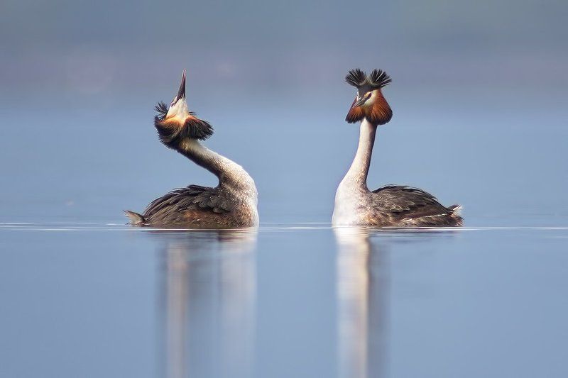 чомга , голям гмурец, podiceps cristatus, great crested grebe Чомга - любовный танец фото превью