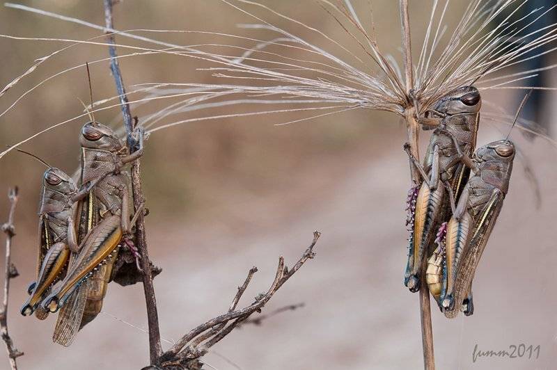 , Игорь ФУММ