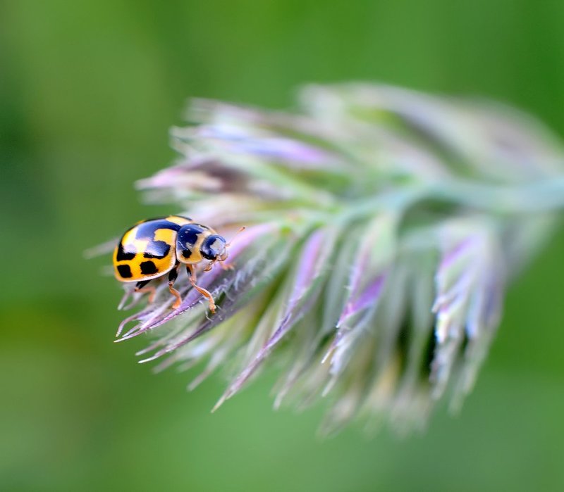 macro, closeup, insect, макро, насекомые, gnilenkov --- фото превью