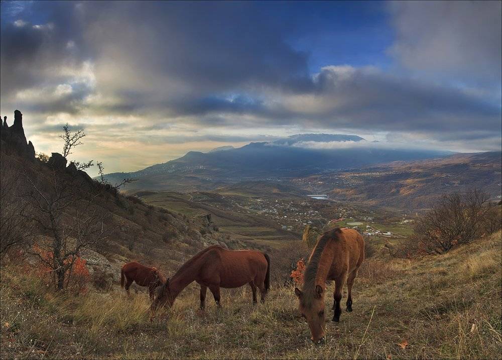 демерджи, крым, рассвет, кони, лошади, нео, Антон Петрусь