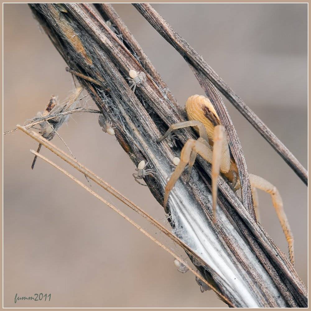 , Игорь ФУММ