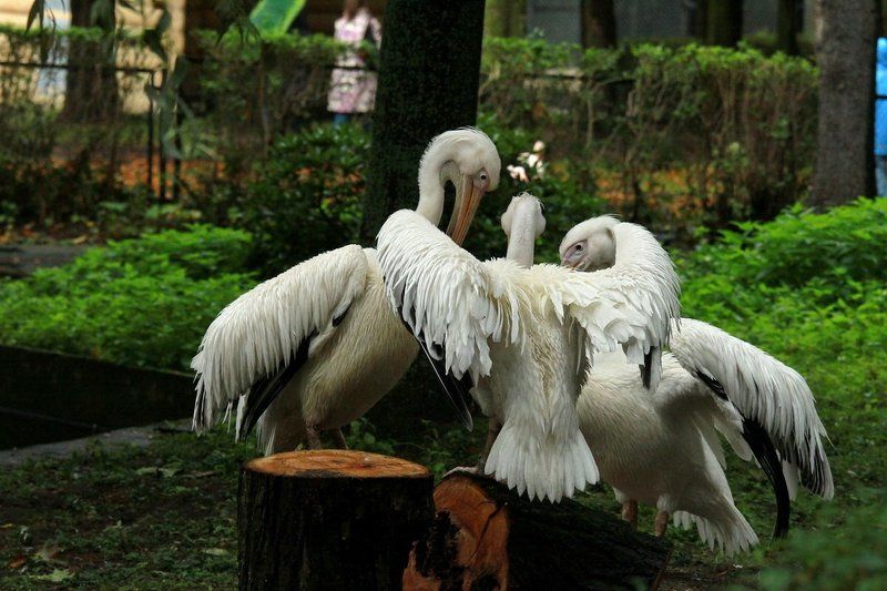 Заговорщики фото превью