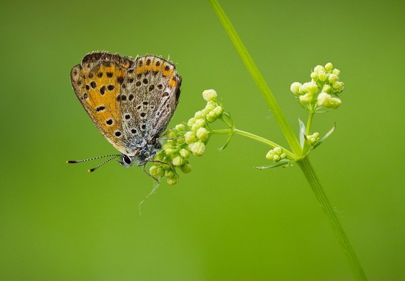 * фото превью
