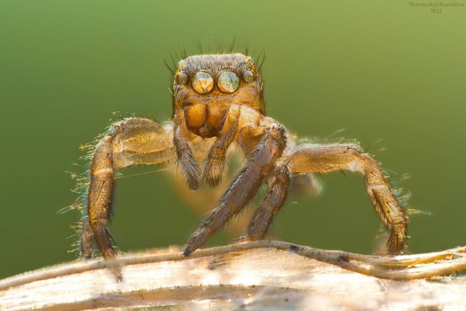 ростислав, макро, Шивринский Ростислав