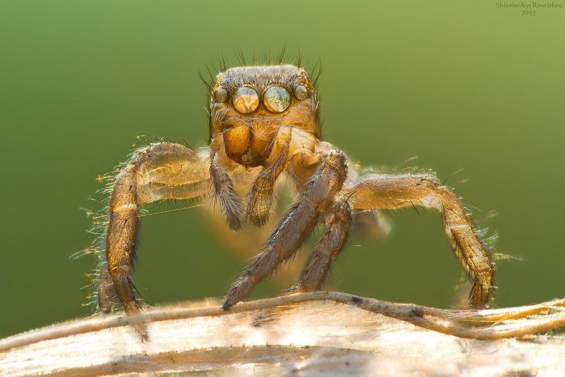 ростислав, макро Золотой идол фото превью