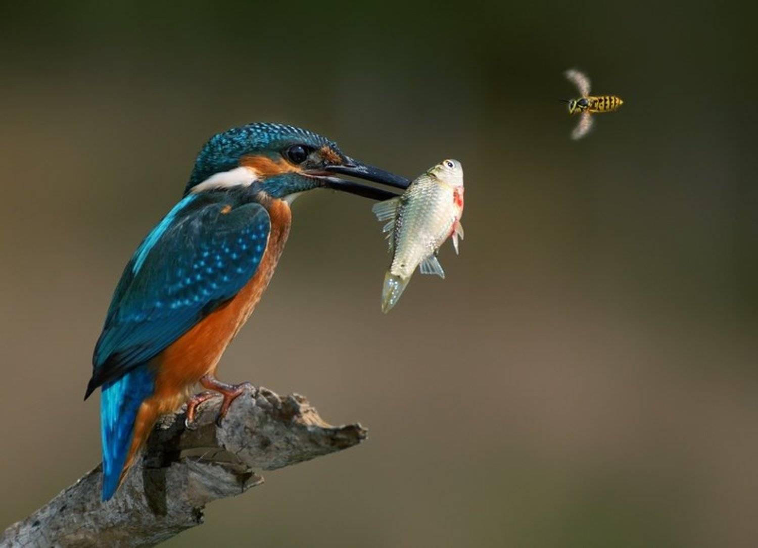 birds, wildlife, фотоохота, птицы, крым, сергей шкарупо, Сергей Шкарупо