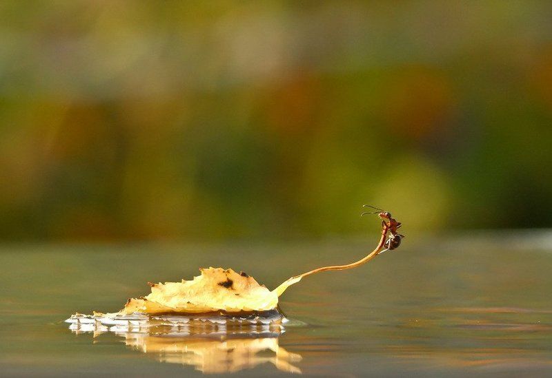 муравей ЗЕМЛЯ!ЗЕМЛЯ!ВИЖУ ЗЕМЛЮ. фото превью