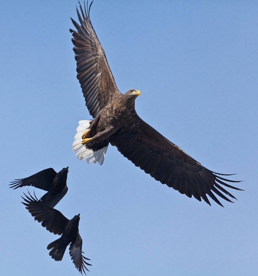 орлан, белохвостый, ворона, черная, Евгений Слободской