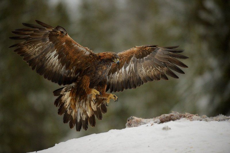 flying eagles фото превью