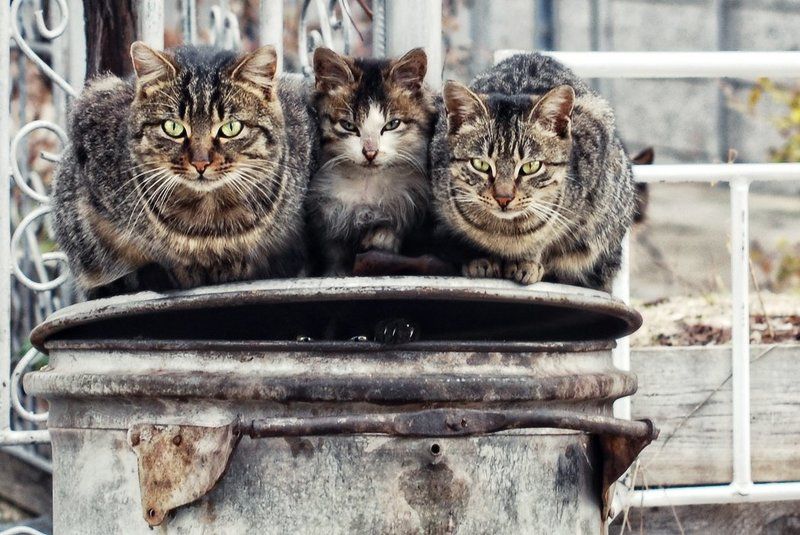 :)) фото превью