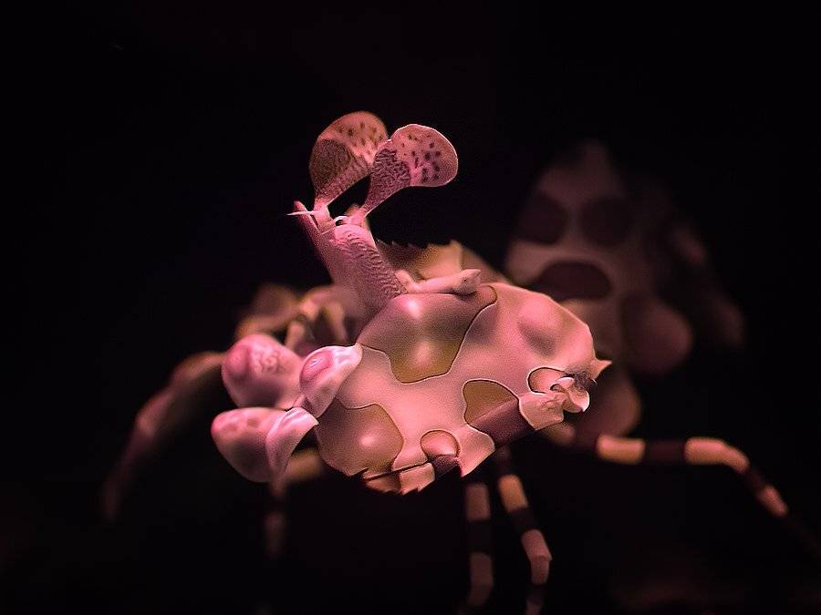 креветка, арлекин., Sergey Lisitsyn