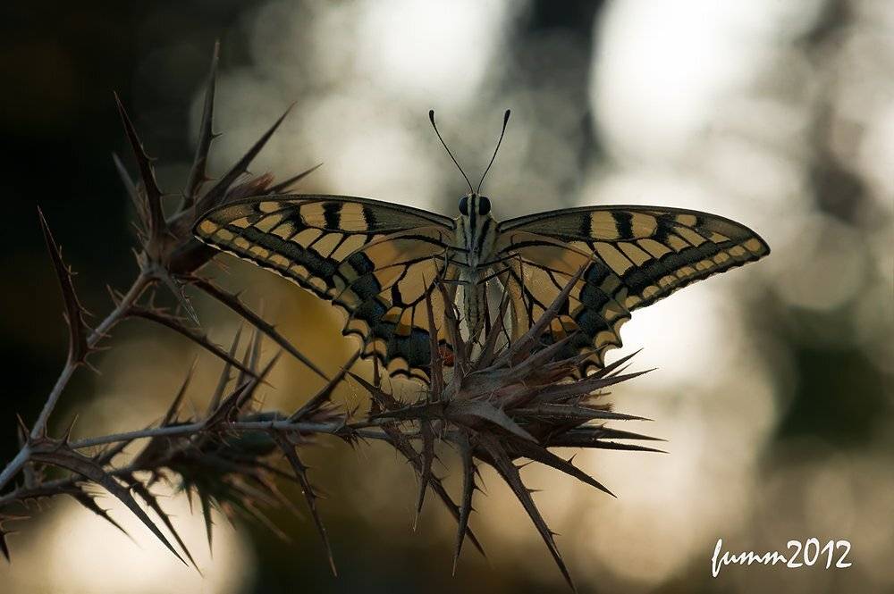 , Игорь ФУММ