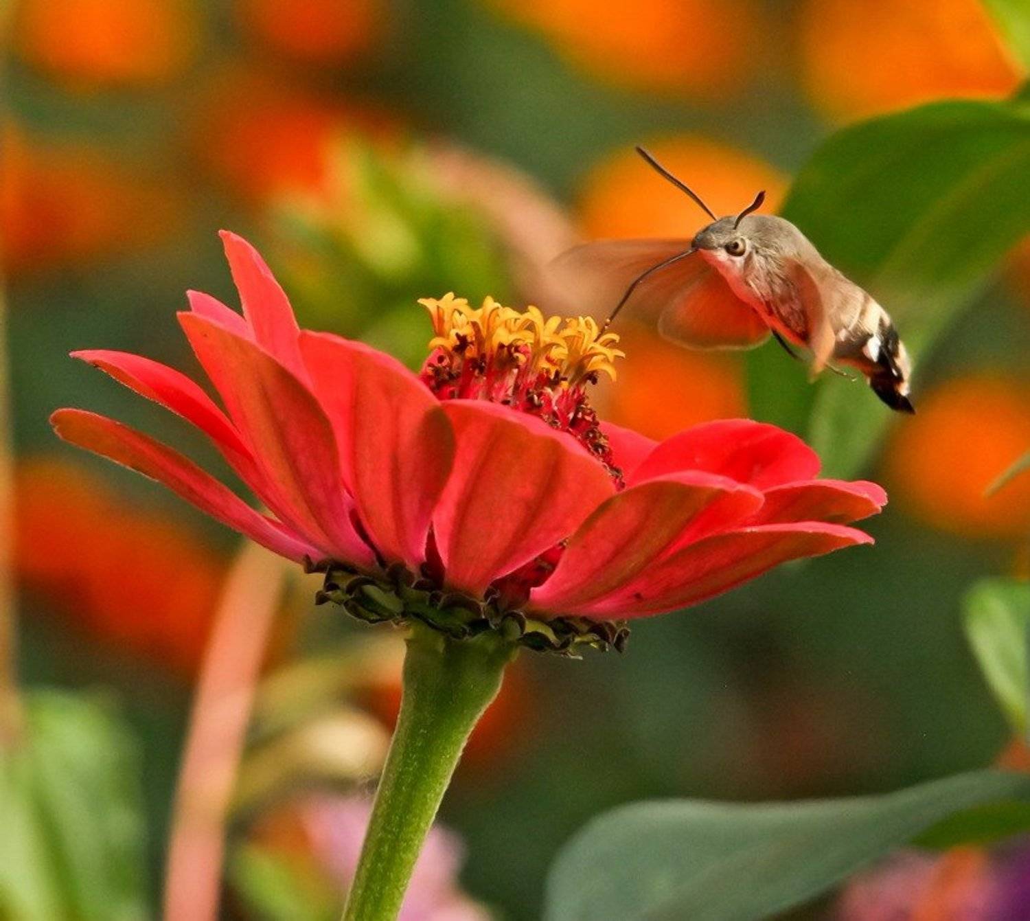 бражник, Вячеслав Мищенко