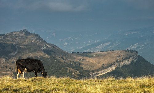 Альпийская.