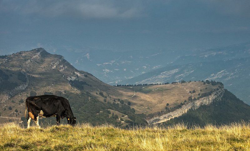 альпы, мальчезине, путешествие, пейзаж, фото, корова Альпийская. фото превью