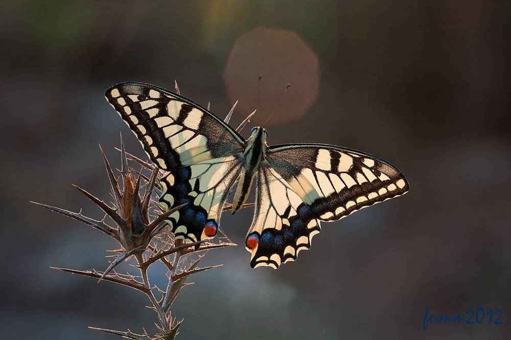 , Игорь ФУММ