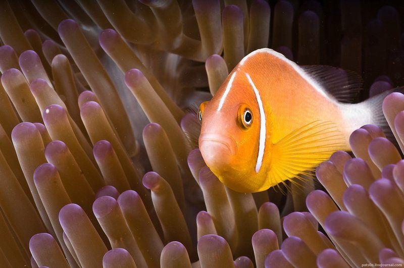 техничное уныние китча фото превью