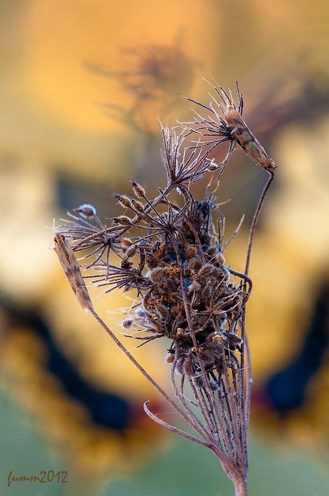 , Игорь ФУММ