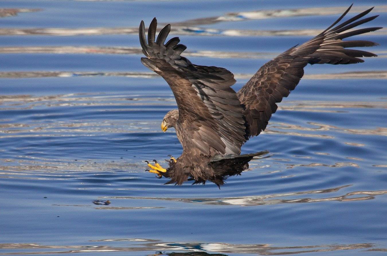 орлан, белохвостый, Евгений Слободской