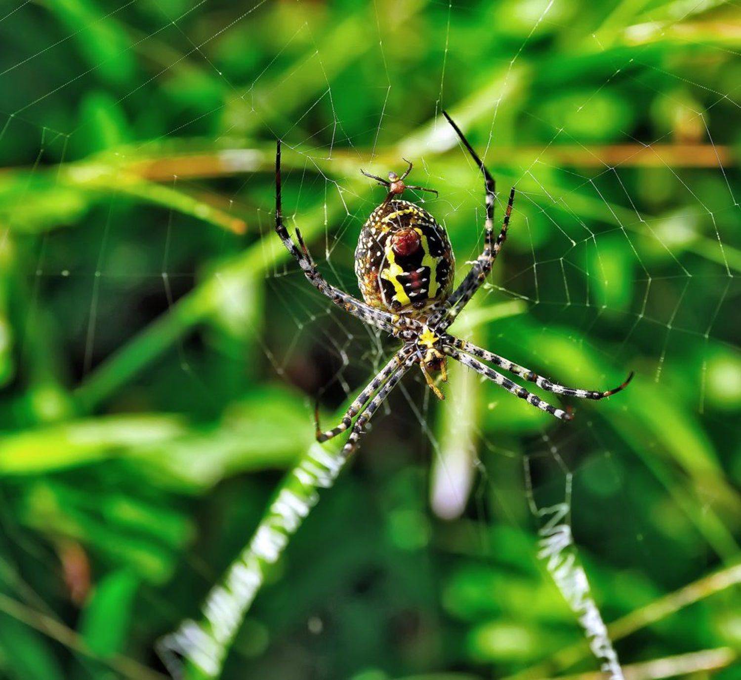 macro, closeup, insect, макро, насекомые, gnilenkov, Alexey Gnilenkov