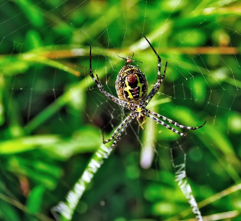 macro, closeup, insect, макро, насекомые, gnilenkov Крадется... фото превью