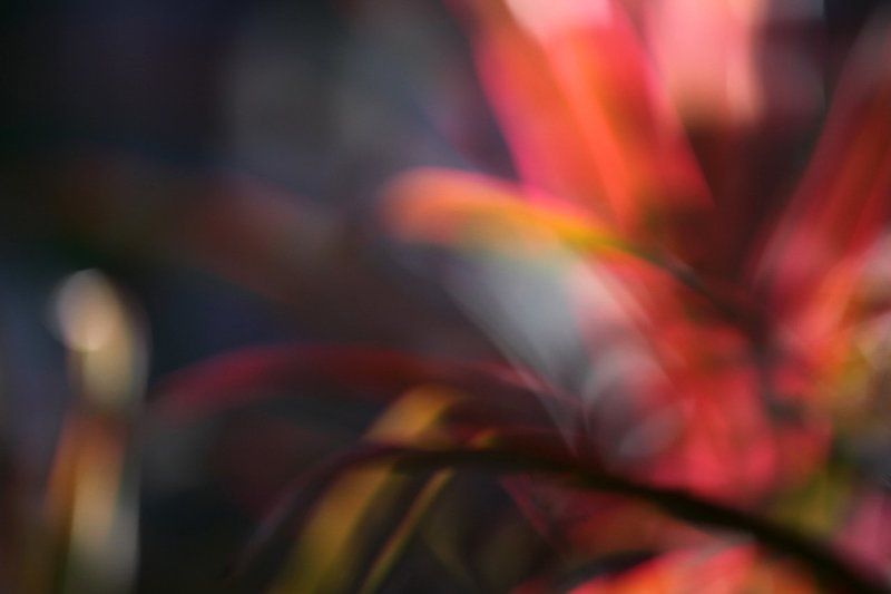 Thai Colors фото превью