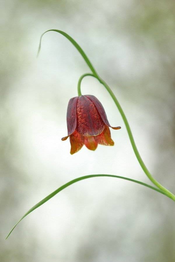 fritillaria meleagroides, longifolia, рябчик малый, Sergii Markov