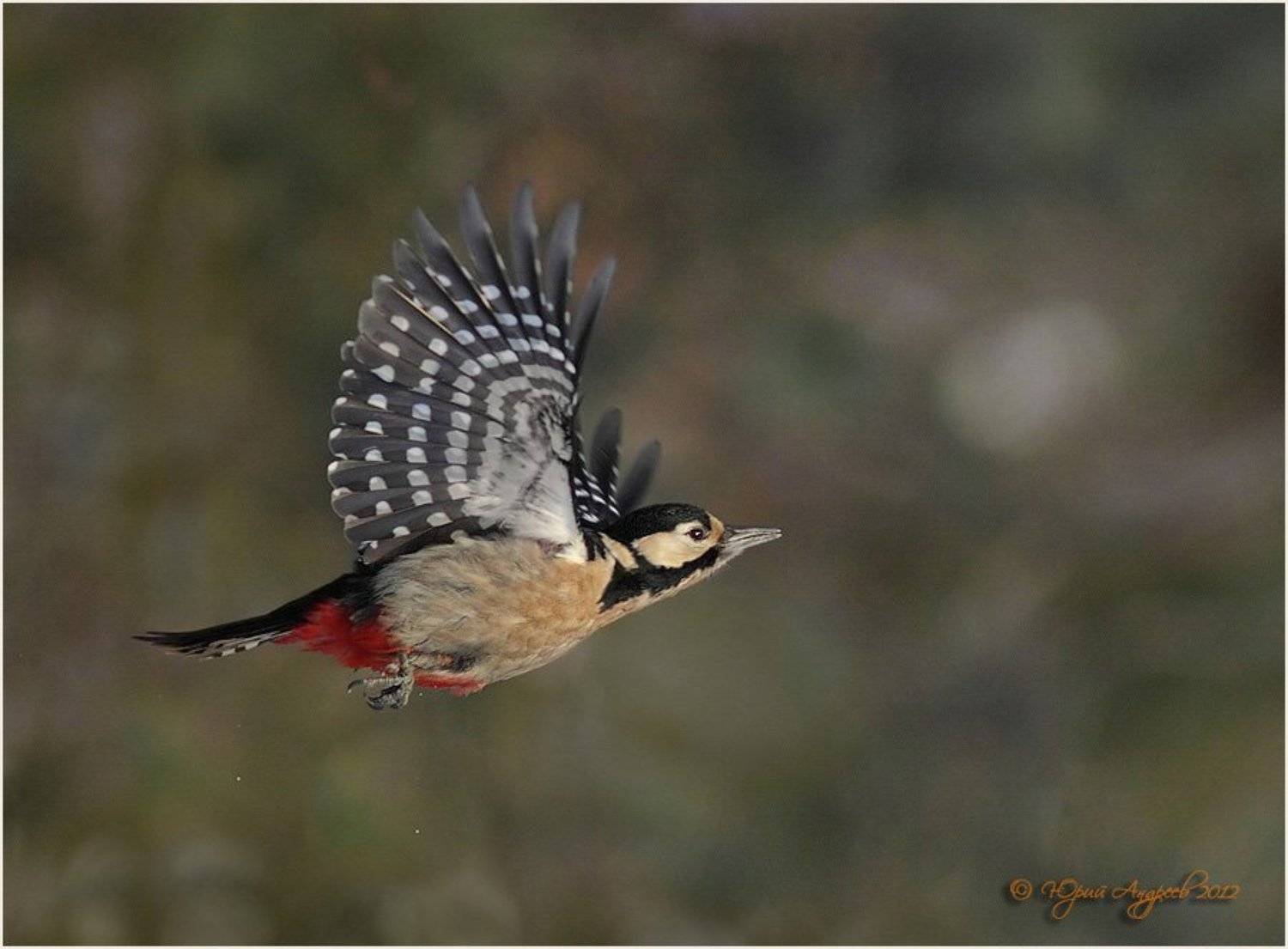 , Юрий Андреев
