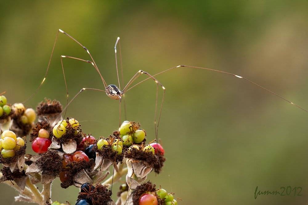 , Игорь ФУММ