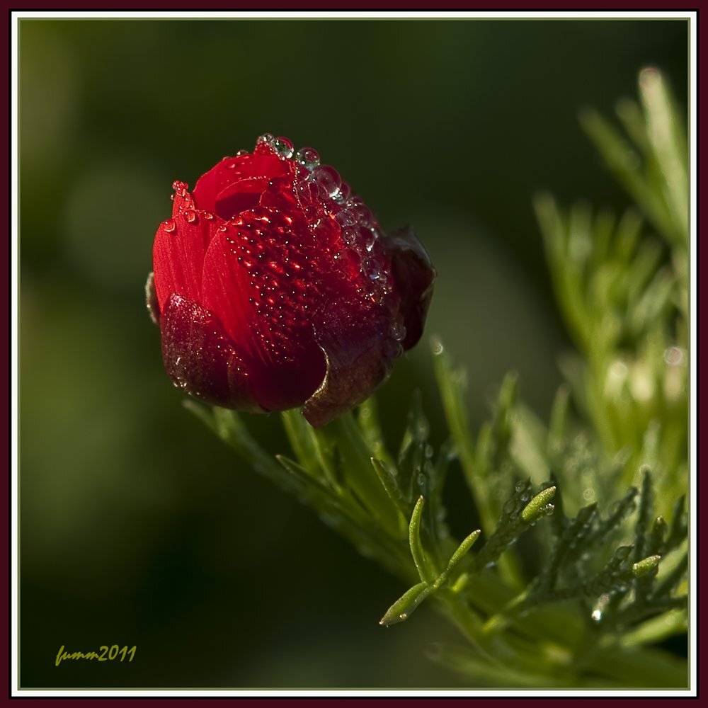 , Игорь ФУММ