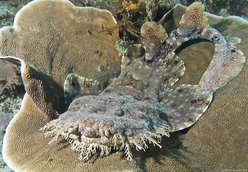 wobbegong фото превью