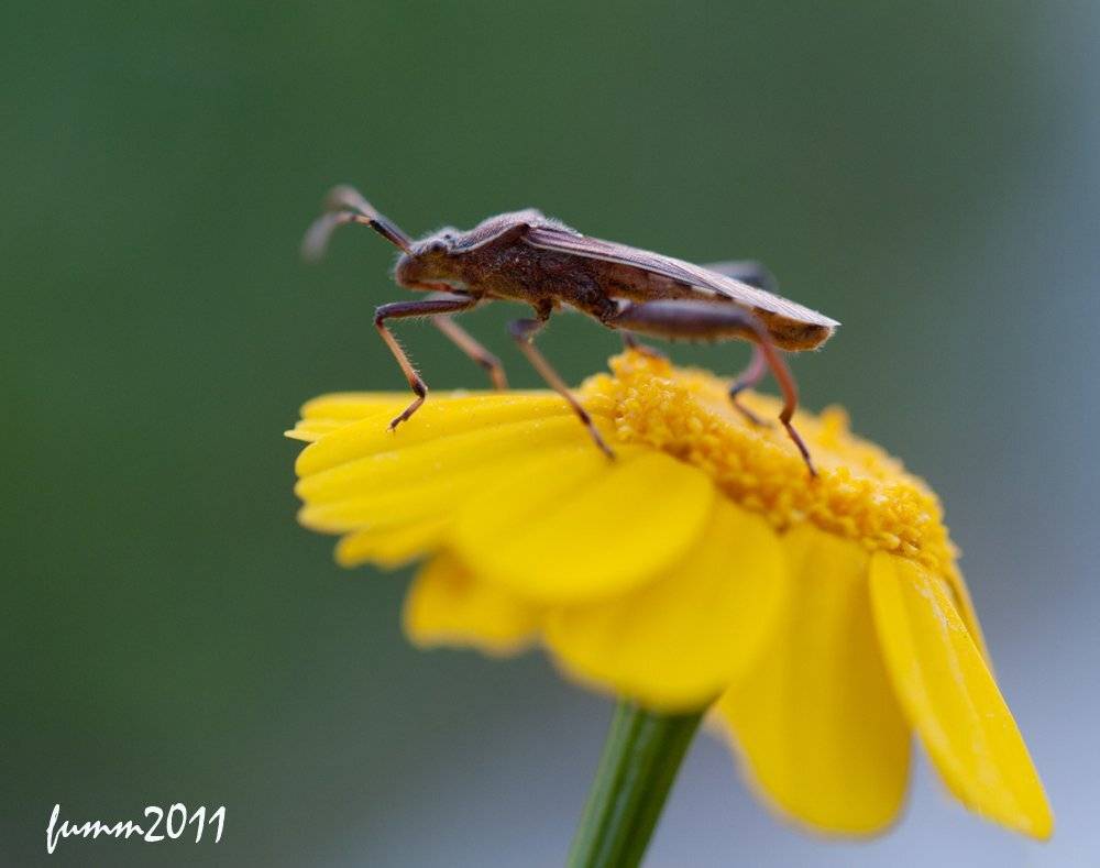 , Игорь ФУММ