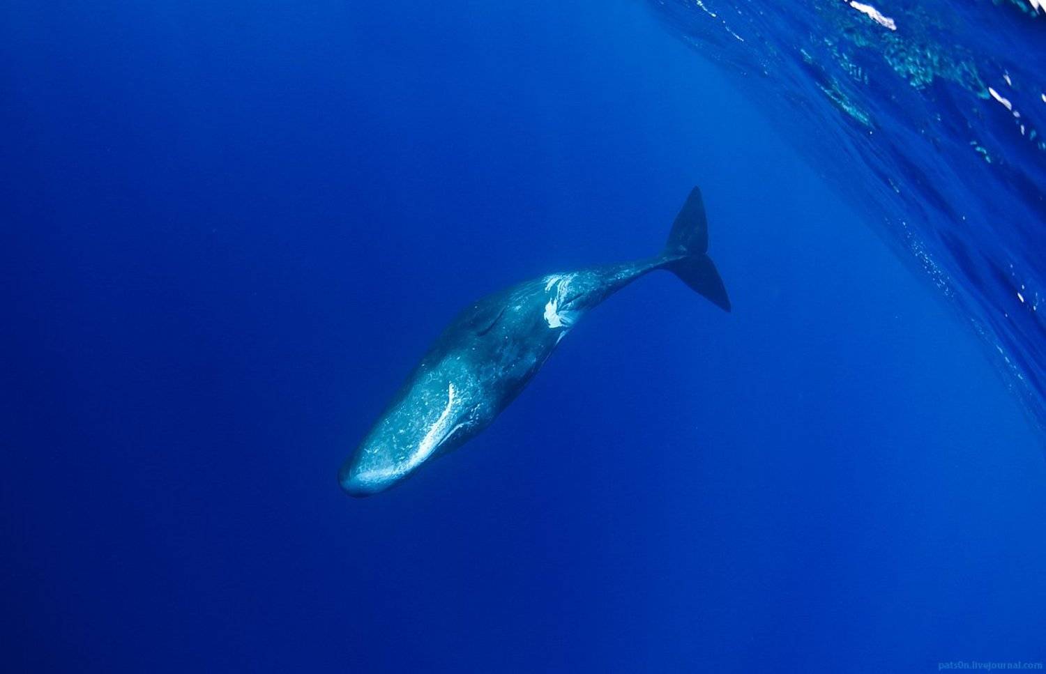 , Александр Сафонов