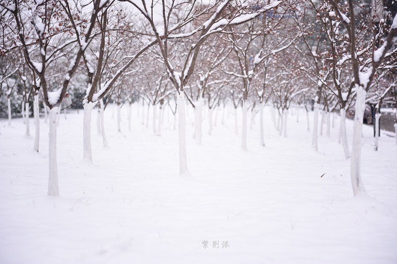 collage sonw фото превью